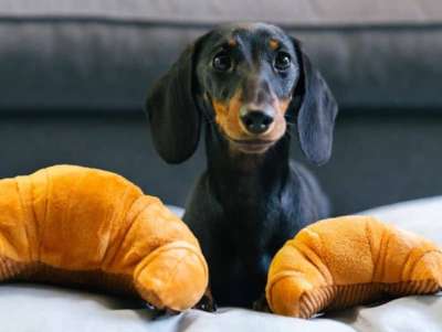 Peluche Croissant Pouet Pouet